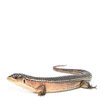 Great Plated Lizard